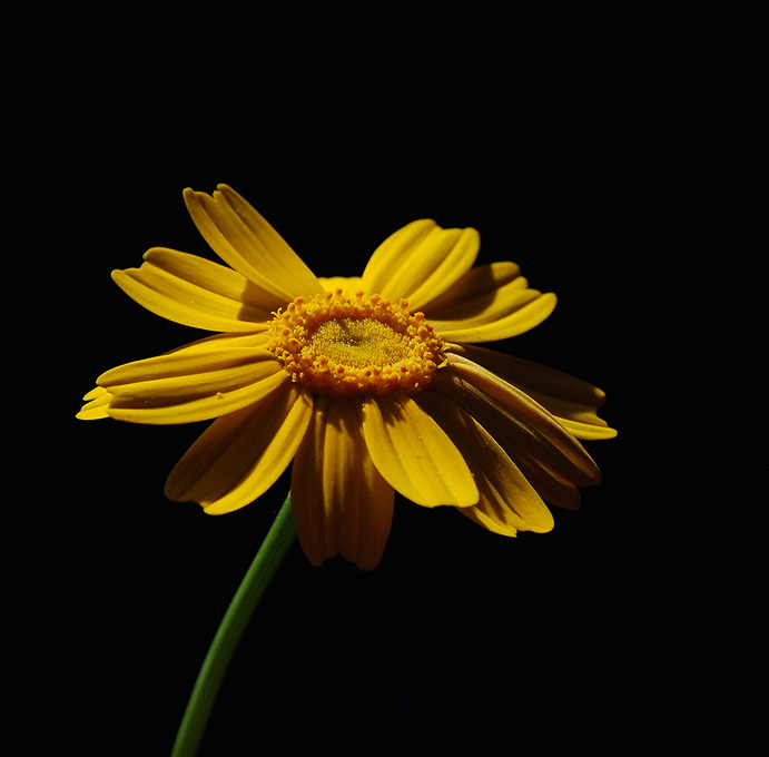 photo "Sunny Flower." tags: nature, flowers