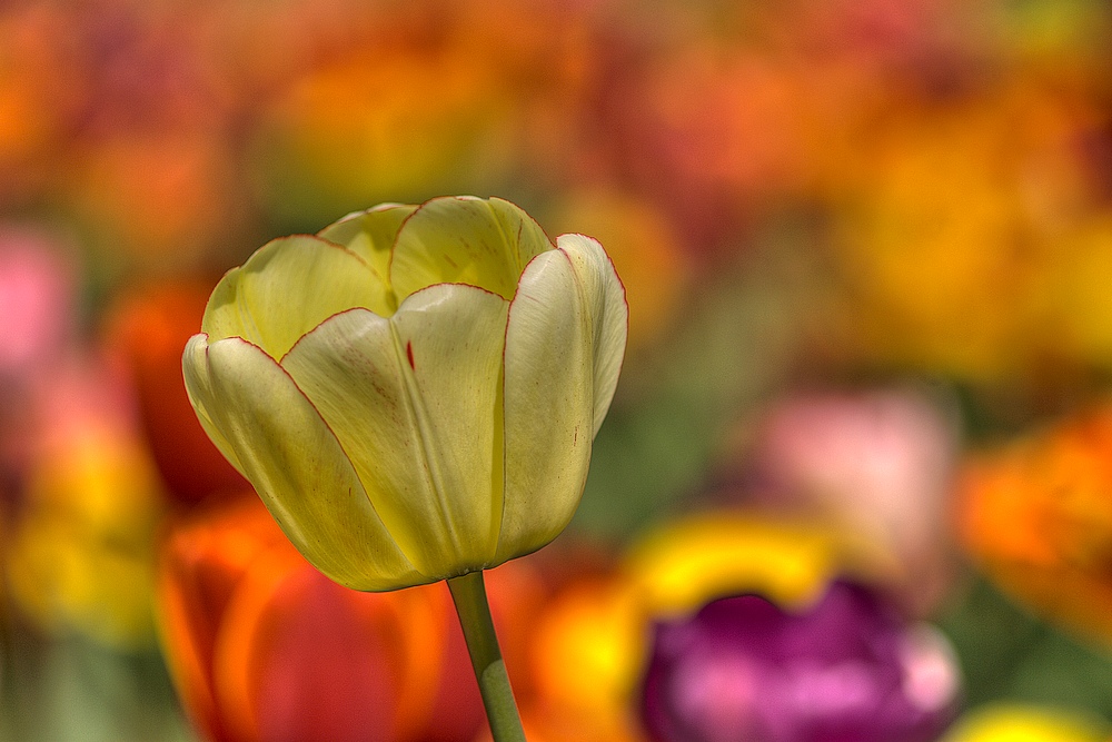photo "tulip" tags: nature, macro and close-up, flowers