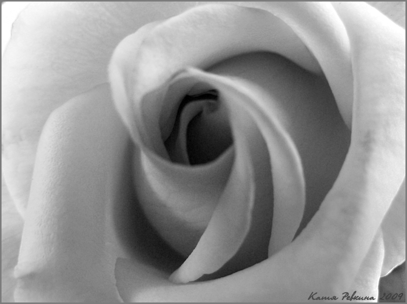 фото "роза" метки: природа, черно-белые, цветы