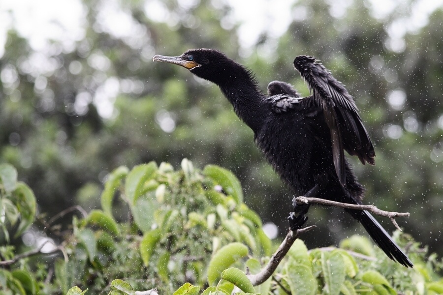photo "drying" tags: nature, wild animals