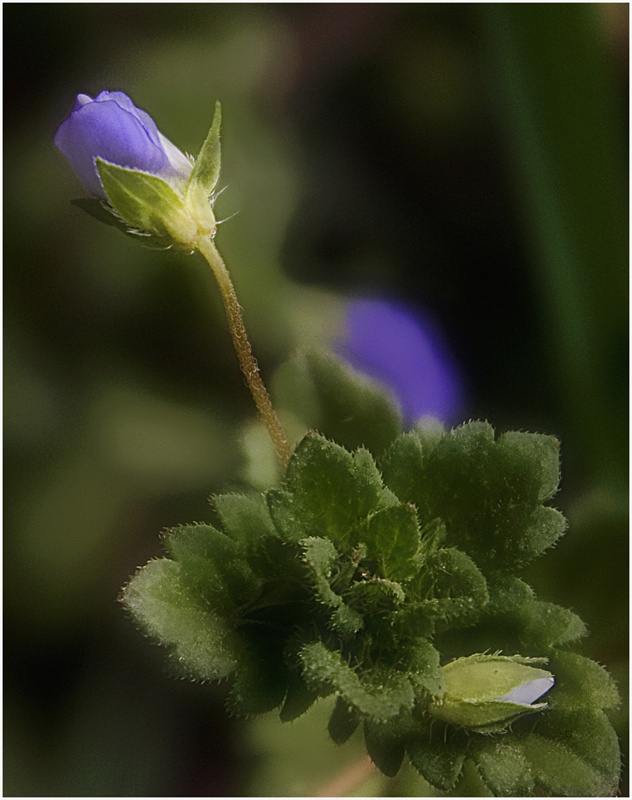 photo "*" tags: nature, flowers