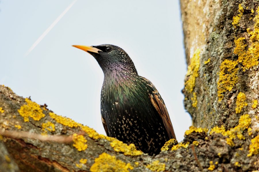 photo "The new season of Common Starlings" tags: nature, wild animals