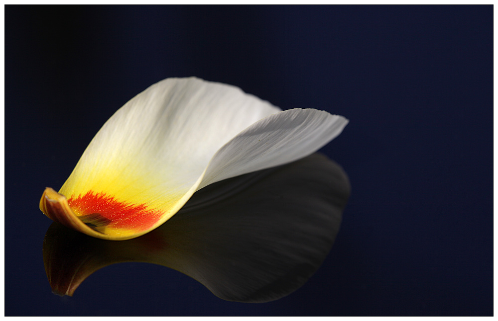 фото "Tulipa" метки: природа, цветы