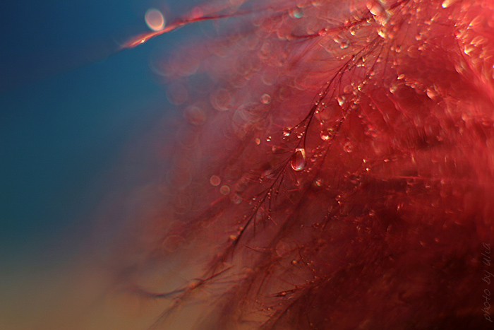 photo "***" tags: macro and close-up, fragment, 