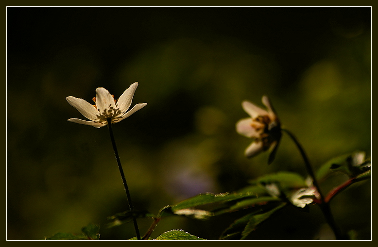 фото "***" метки: природа, 