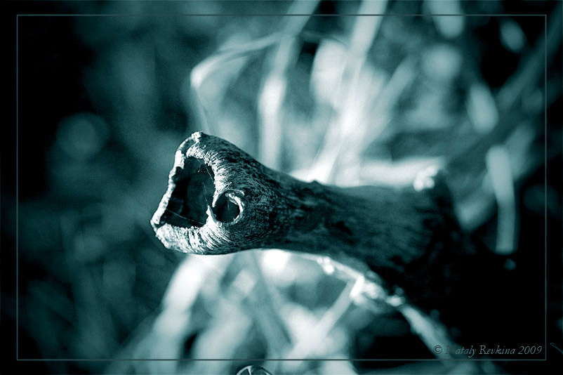 фото "Нечто" метки: природа, макро и крупный план, цветы