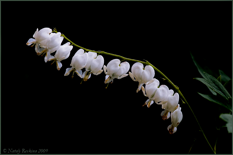 photo "Dicentra" tags: nature, flowers