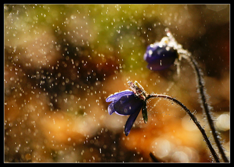 фото "***" метки: природа, 