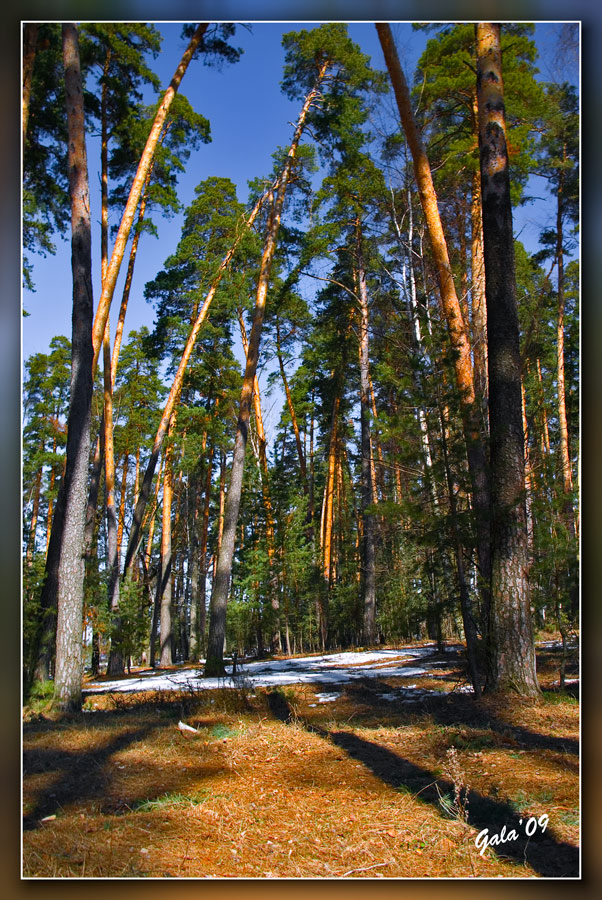 photo "Relic pines of Solotchi" tags: landscape, forest, spring