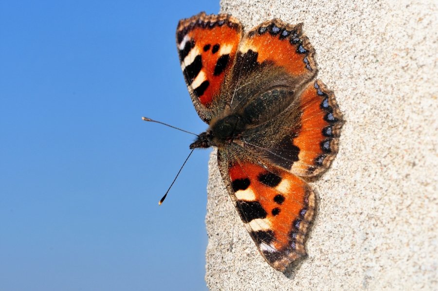 photo "On the warm sun.." tags: nature, macro and close-up, insect