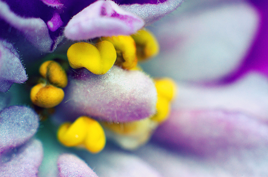 photo "***" tags: macro and close-up, 