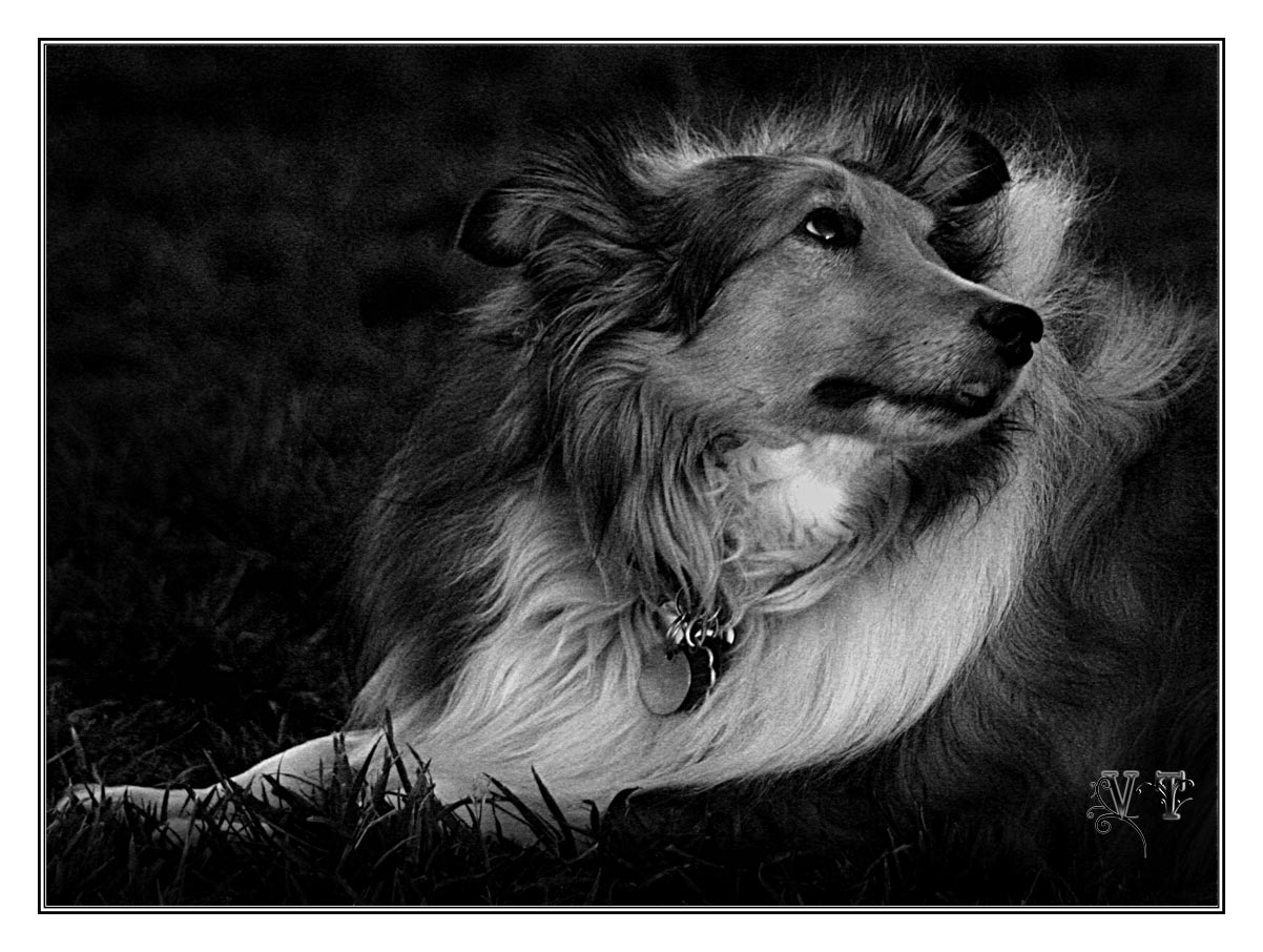 photo "Верность" tags: nature, black&white, pets/farm animals