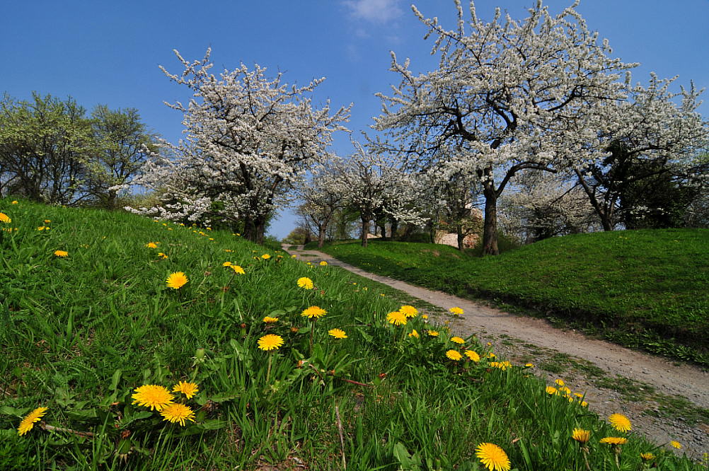 photo "afternoon" tags: landscape, spring