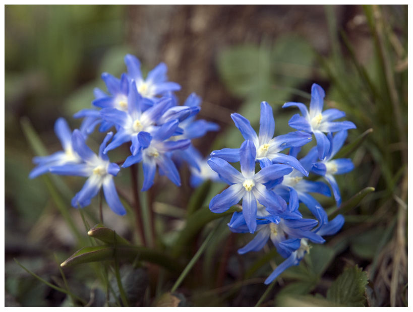 photo "Blue" tags: nature, flowers