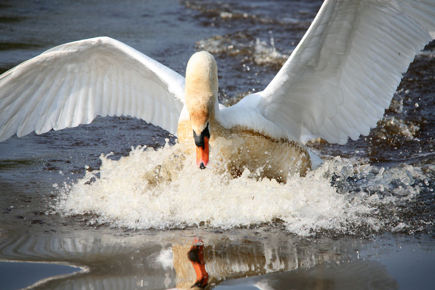 photo "good landing" tags: nature, pets/farm animals