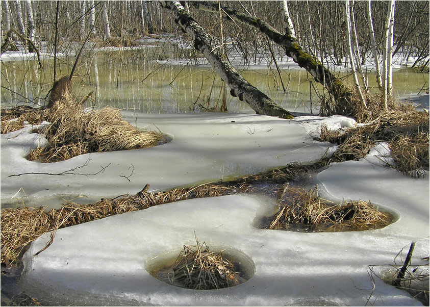 photo "Spring in forest" tags: landscape, forest, spring