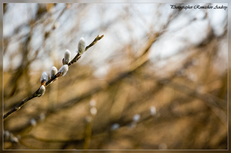 photo "Верба" tags: nature, flowers
