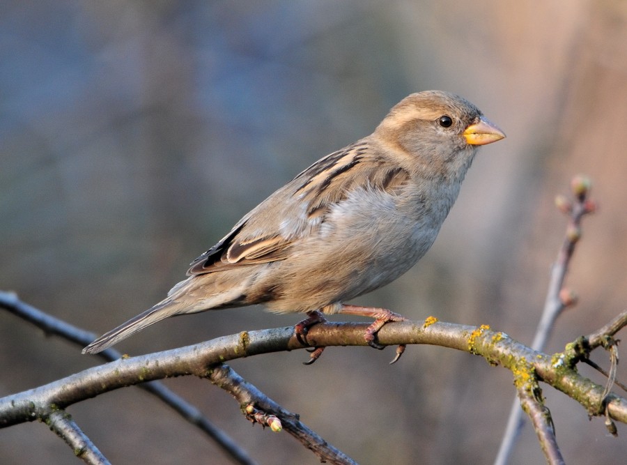 photo "Sparrow" tags: nature, wild animals