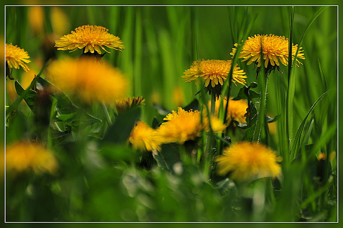 фото "across the meadow" метки: природа, цветы