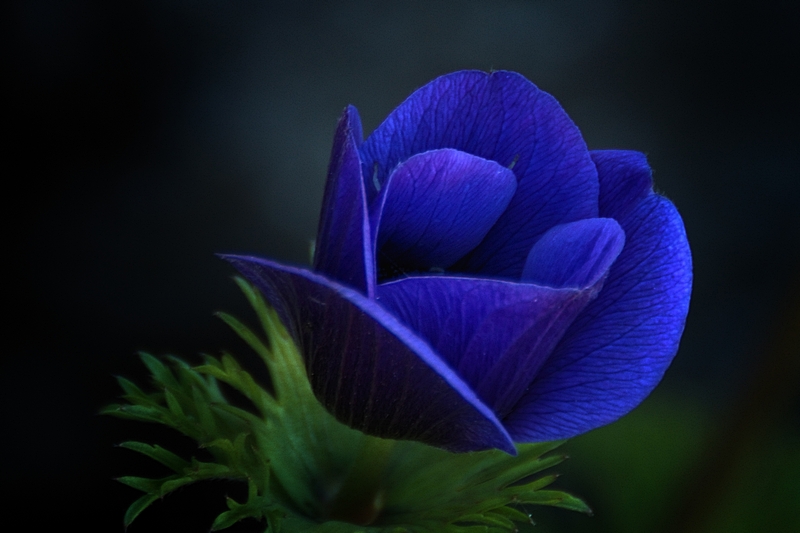 photo "***" tags: nature, flowers