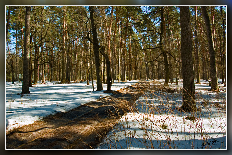 photo "Snow does not thaw" tags: landscape, forest, spring
