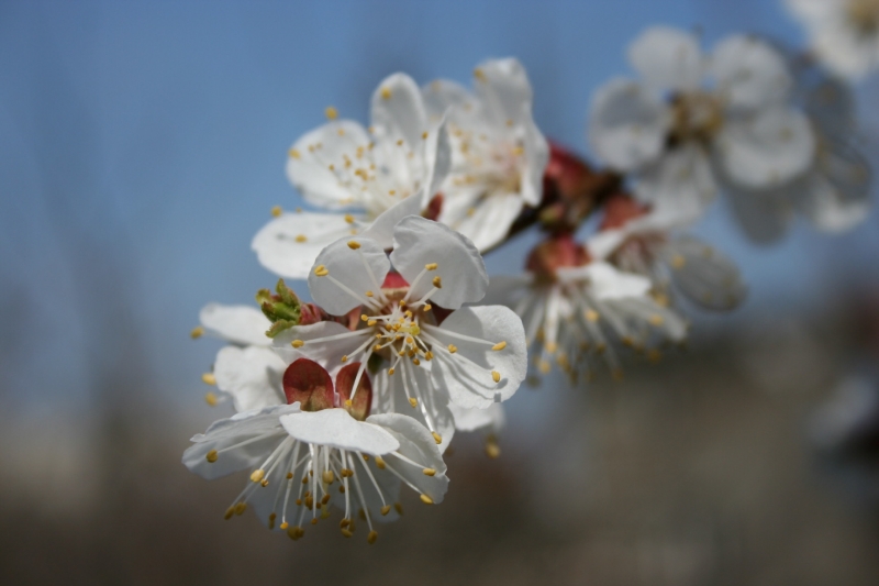 photo "***" tags: landscape, spring