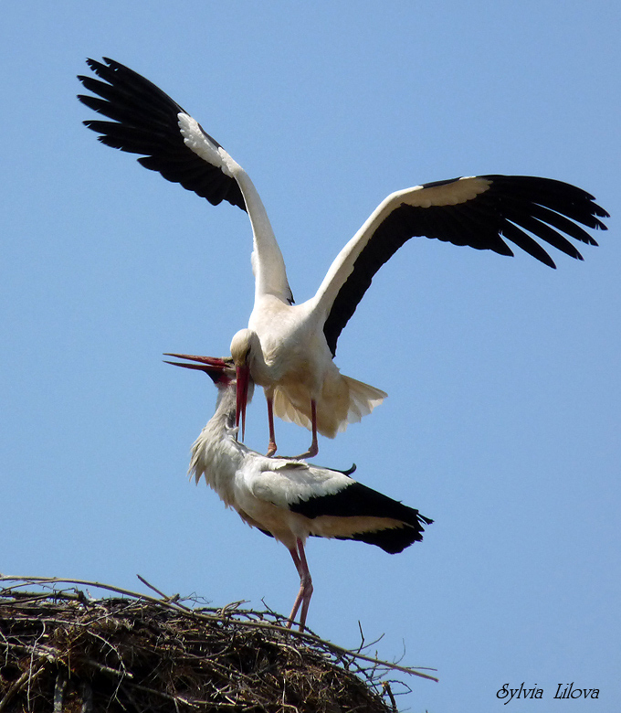 photo "***" tags: nature, wild animals