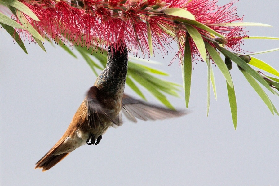 photo "colibri" tags: nature, wild animals