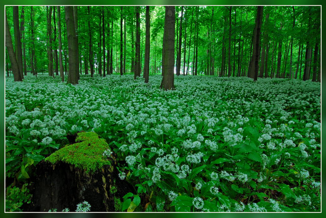 photo "bear`s garlic" tags: nature, flowers