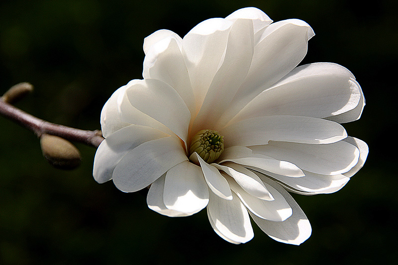 photo "Subtile seduction" tags: nature, macro and close-up, flowers