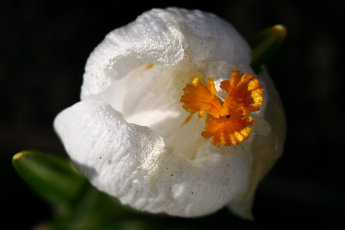 photo "***" tags: nature, macro and close-up, flowers