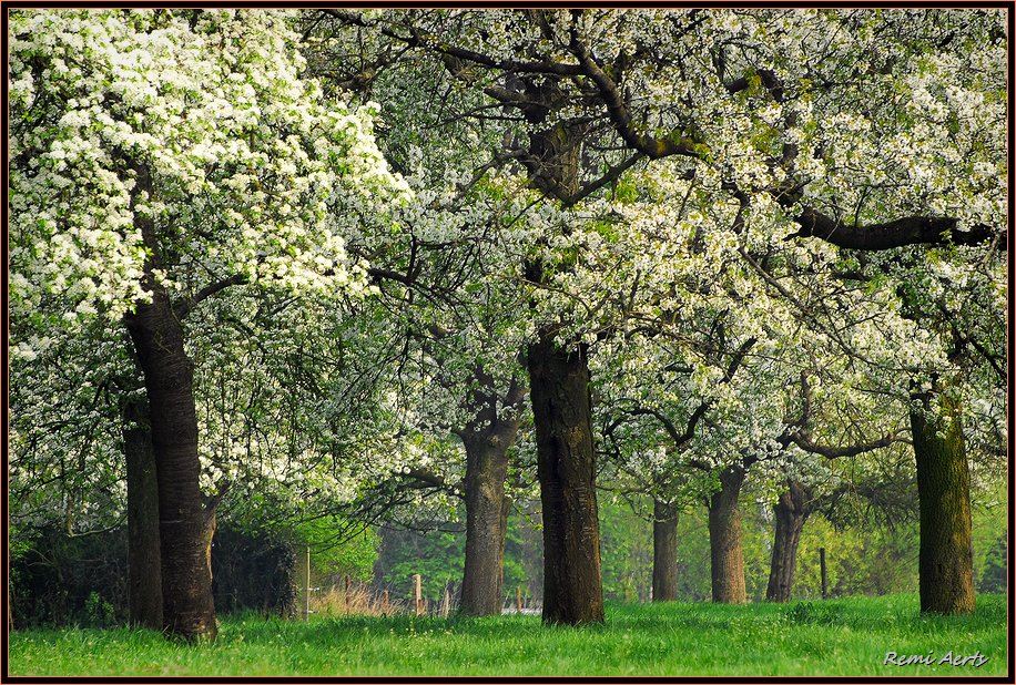 фото "springtime in Belgium" метки: пейзаж, природа, весна, цветы