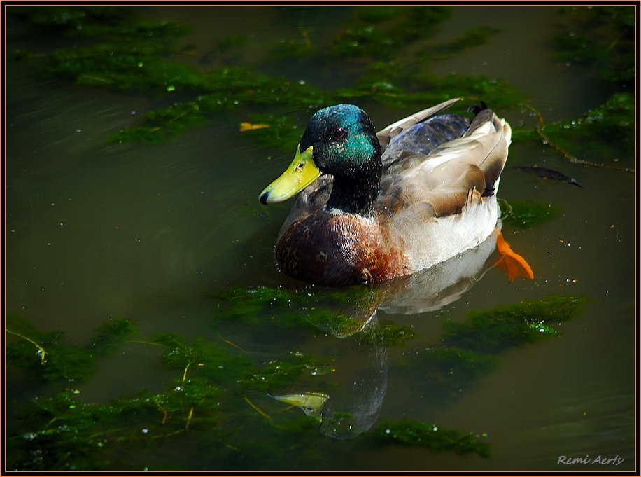фото "ducky" метки: природа, дикие животные
