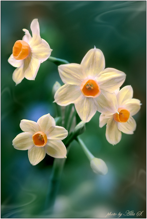 photo "***" tags: nature, flowers