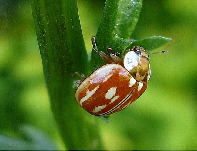 photo "макро,природа,фауна,насекомые,флора" tags: nature, insect