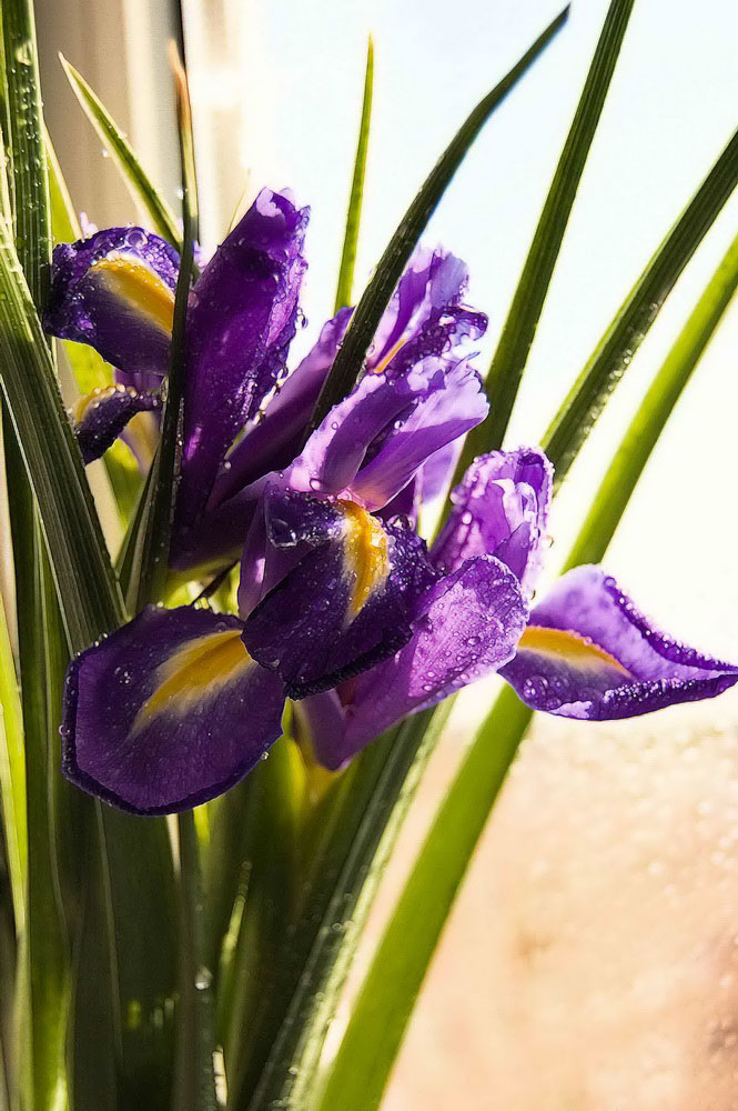 фото "Цветы" метки: природа, цветы