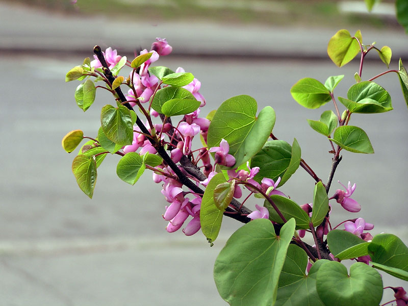 photo "Spring Signs" tags: landscape, spring