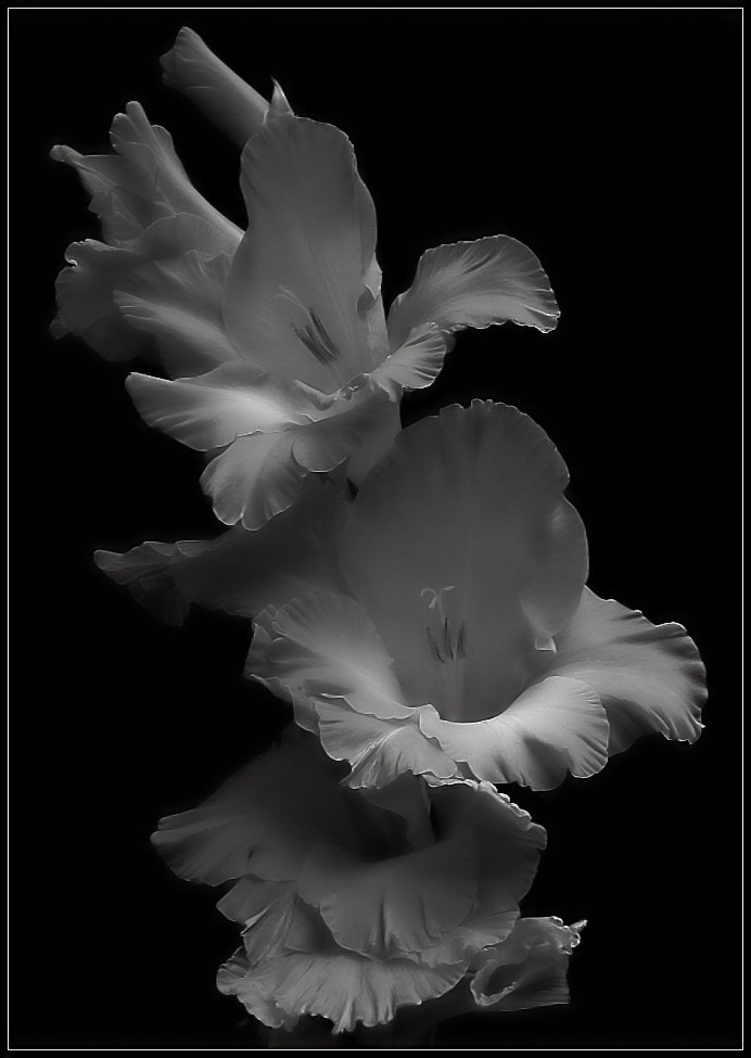 фото "mono gladioli" метки: природа, цветы
