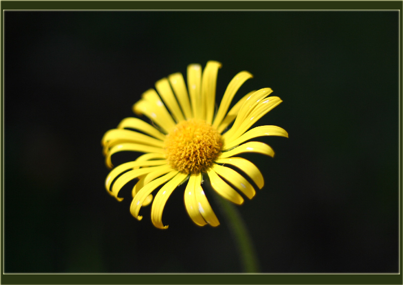 photo "***" tags: nature, macro and close-up, flowers