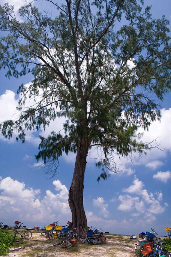 photo "bicycle tree" tags: landscape, travel, Africa