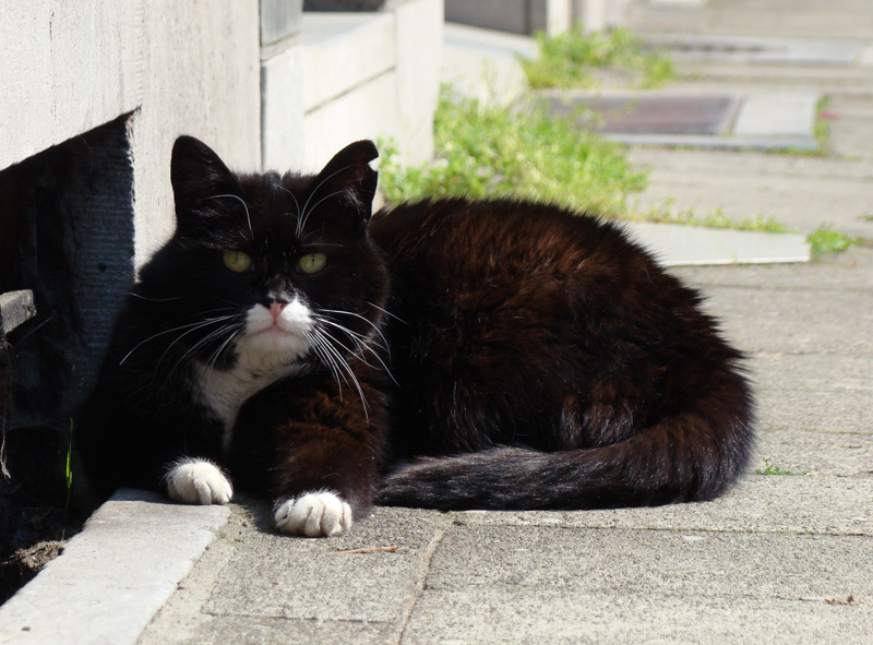 photo "***" tags: nature, pets/farm animals