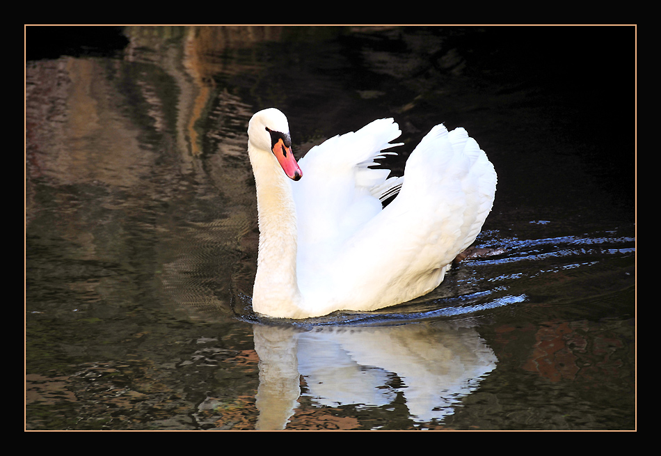 фото "Swan Lake" метки: природа, дикие животные