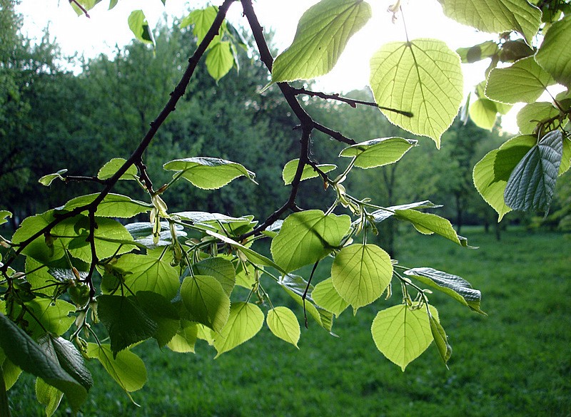 photo "лето,природа,листья,листва,прохлада" tags: nature, landscape, forest