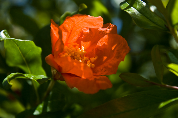 фото "Цветок граната" метки: природа, цветы