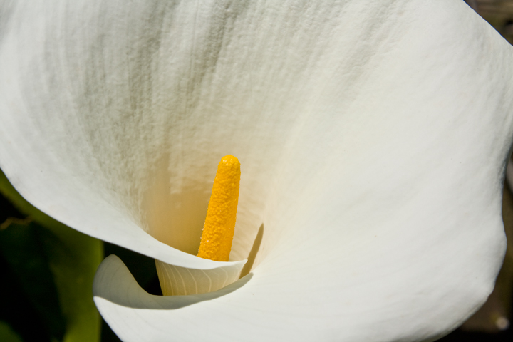 photo "***" tags: nature, flowers