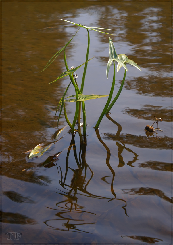 photo "***" tags: nature, 