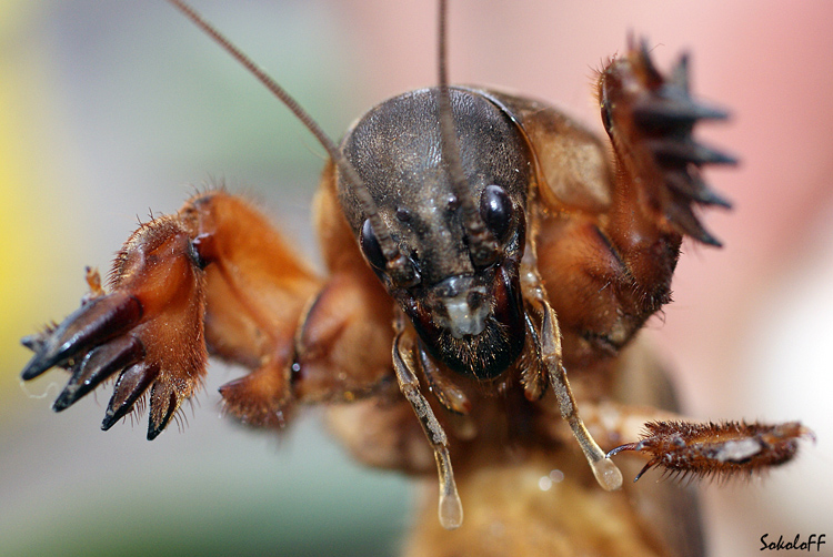 photo "макро,насекомые" tags: macro and close-up, nature, insect