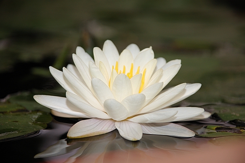photo "***" tags: nature, flowers