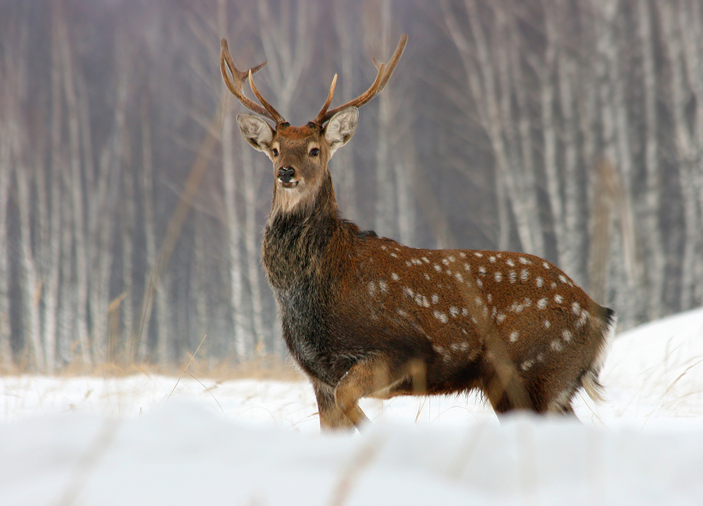 photo "***" tags: nature, wild animals