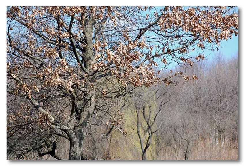 photo "Spring awakening" tags: landscape, spring